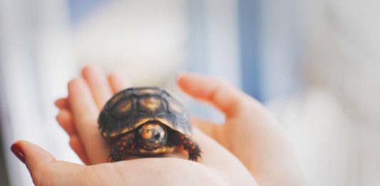 come portare un rettile dal medico veterinario