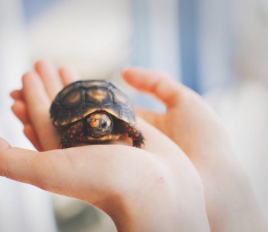 come portare un rettile dal medico veterinario