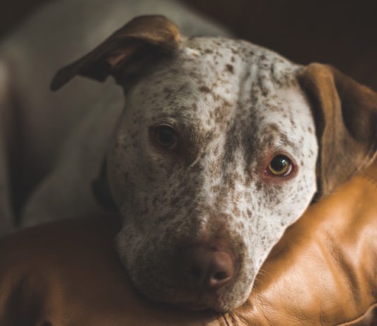 depressione nel cane