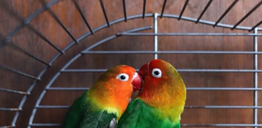 Corretta dieta dei pappagalli inseparabili: cosa sapere dieta dei pappagalli inseparabili