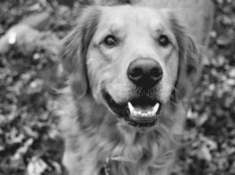 Il fumo passivo nuoce anche alla salute di cane e gatto! fumo passivo