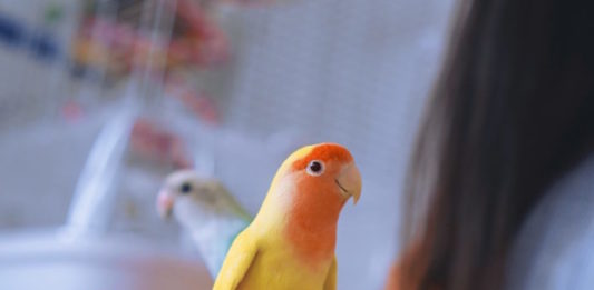 giochi per i pappagalli inseparabili