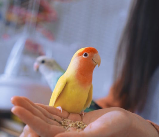 giochi per i pappagalli inseparabili