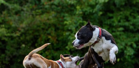 Patentino per proprietari di cani pericolosi: l’intervista a Paola Fossati patentino per proprietari di cani