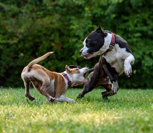patentino per proprietari di cani