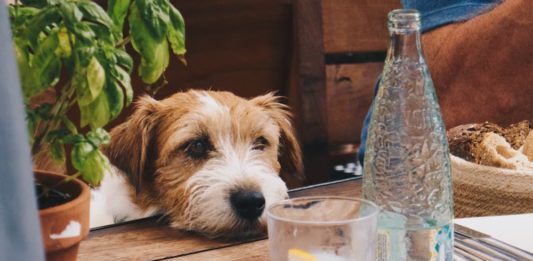 pericoli per gli animali domestici