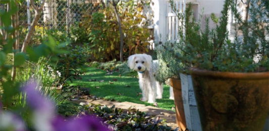 piante tossiche per il cane