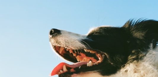 prevenzione delle patologie dentali