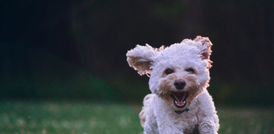 Perché è importante rivolgersi al veterinario prima di adottare un cane? prima di adottare un cane