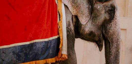 reati contro gli animali detenuti nei circhi