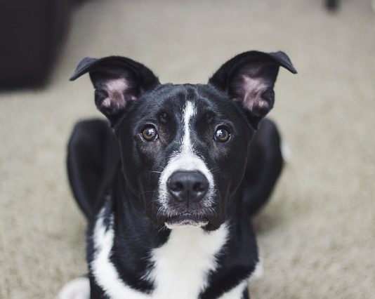 Dpcm 22 marzo 2020: cambia qualcosa per i petowners? Dpcm 22 marzo