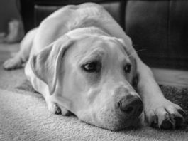 Se-sono-positivo-al-Covid-19-come-mi-comporto-con-il-mio-pet