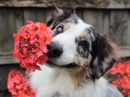 abitudini alimentari per il cane