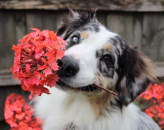 Quali sono le corrette abitudini alimentari per il cane? abitudini alimentari per il cane