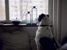 ansia da separazione nel cane