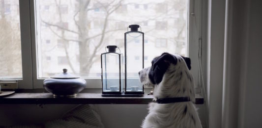 ansia da separazione nel cane