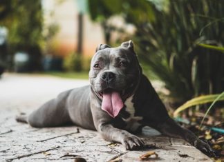 cane sotto stress