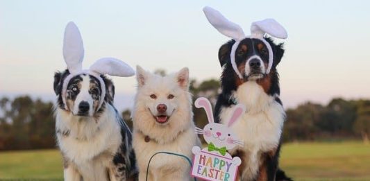 Arriva il Canovo, il primo uovo di Pasqua per il proprio cane canovo uovo di pasqua