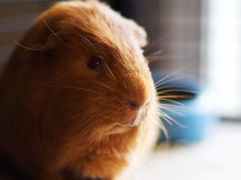 cisti ovariche nella cavia