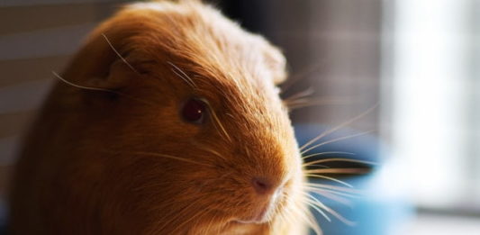 cisti ovariche nella cavia