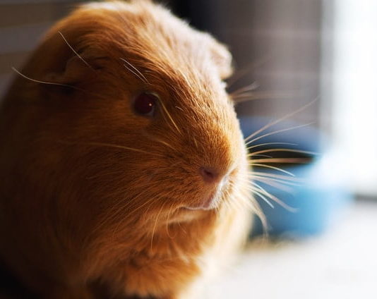 Cisti ovariche nella cavia: sintomi, cause e prevenzione cisti ovariche nella cavia