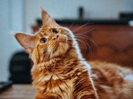 come comunicare con il gatto