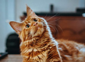 come comunicare con il gatto
