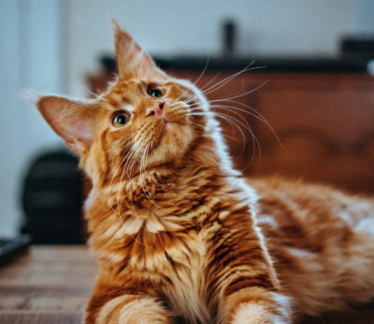 come comunicare con il gatto