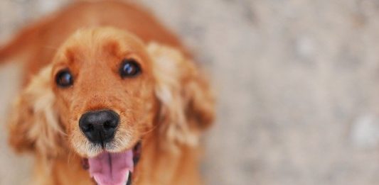 Come pulire le zampe del cane dopo la passeggiata? Covid-19 come pulire le zampe del cane dopo la passeggiata