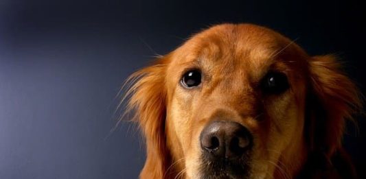 coronavirus e animali