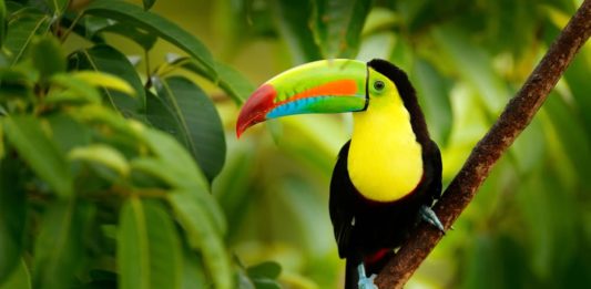 Emocromatosi negli uccelli: sintomi e come fare attenzione alla dieta emocromatosi negli uccelli