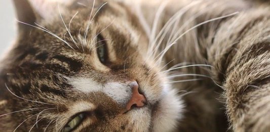 gatto positivo a covid-19