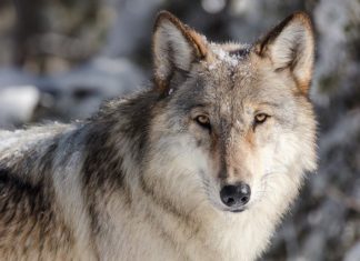 gerarchia sociale nel mondo animale