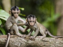 Il gioco nel mondo animale, un comportamento amicale? il gioco nel mondo animale