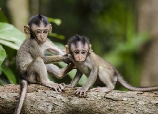 il gioco nel mondo animale
