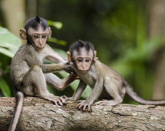 Il gioco nel mondo animale, un comportamento amicale? il gioco nel mondo animale