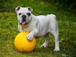 insegnare al cane come cercare un oggetto