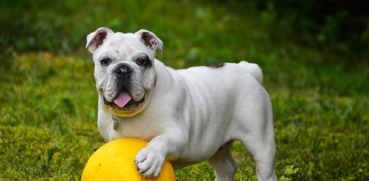 insegnare al cane come cercare un oggetto