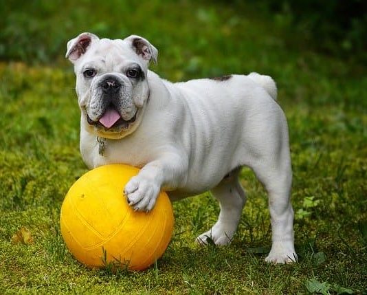 Cercare un oggetto? Ecco come insegnarlo al cane! insegnare al cane come cercare un oggetto