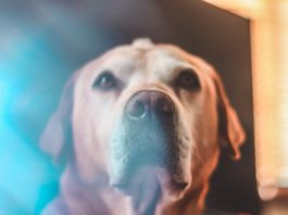 COVID-19 e over 65 con animali: mai solo, se resti a casa mai solo se resti a casa 1