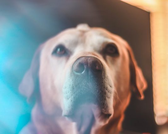 mai solo se resti a casa 1