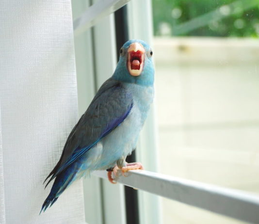 pappagallino del pacifico