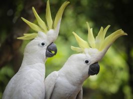 pappagallo allevato a mano