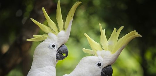 Pappagallo “allevato a mano”: molti pro ma anche molti contro pappagallo allevato a mano
