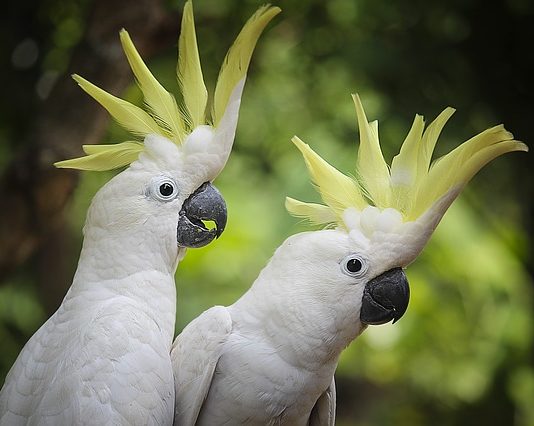 pappagallo allevato a mano