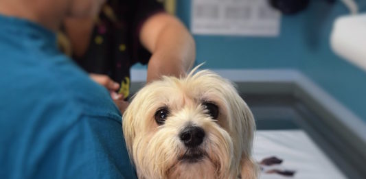 Perché il mio cane ha paura del veterinario? Come ridurla paura del veterinario