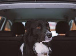 Perché il mio cane ha paura dell’automobile? Come affrontarla paura dell'automobile