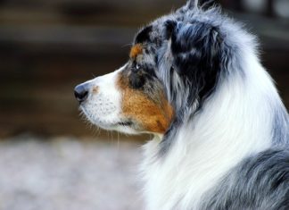 posso uscire a comprare un farmaco per il mio cane
