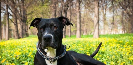 posso uscire con il cane