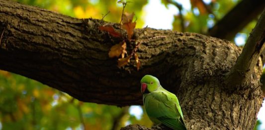 problema epatico negli uccelli